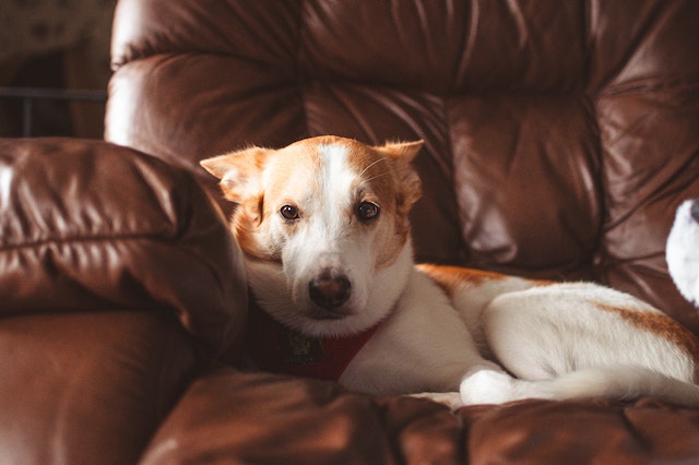 dog sitting on couch